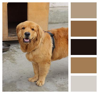 Golden Retriever Dog Pet Image